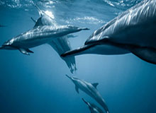 体育平台-赛前采访ZUIAN：希望自己保持住心态，以平常心面对比赛